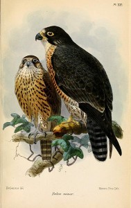 Subspecies of Peregrine Falcon or as it once was commonly called, Duck Hawk-duck hawk