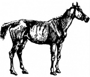 horse - nag