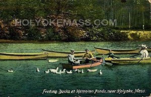 Feeding Ducks at Hampton Ponds Near Holyoke, Mass